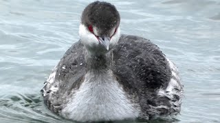 Grebe bird diving amp swimming  Call sound  Horned  Slavonian [upl. by Bael]