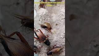 Cricket Chirping Close Up Cricket Sounds phucsanimalhouse crickets insect [upl. by Nels]