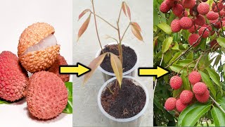 How to grow Lychee plant from seeds  लीची का पौधा बीज से उगाये । [upl. by Darelle]