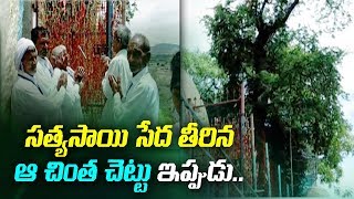 సత్యసాయి సేద తీరిన ఆ చింత చెట్టు ఇప్పుడు  ABN Telugu [upl. by Squier]