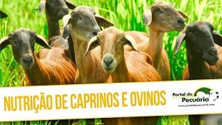 Nutrição de caprinos e ovinos [upl. by Cloe]