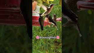 bee Hummingbirds Worlds Smallest Bird Smallest Hummingbird Colibri Bird Size [upl. by Toombs]