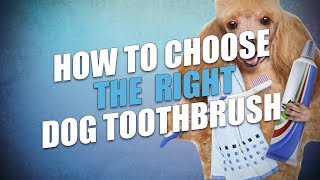 How to Choose the Best Toothbrush for Dogs [upl. by Libenson]