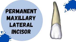 Permanent Maxillary Lateral Incisor  Tooth Morphology made easy [upl. by Any929]