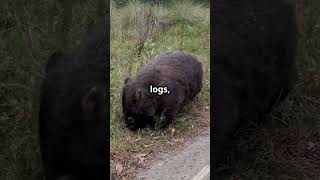 Did You Know Wombat Poop is CubeShaped 🐾 facts top10factsthatblowyourmind science [upl. by Storer]