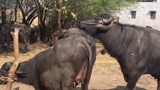 Buffalo mating  Buffalo breeding  Cow mating  Breeding [upl. by Hanson]