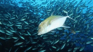 Diving Malpelo Colombia  whale sharks sharks eagle rays huge schools of fish [upl. by Aliakim747]