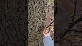 A squirrel quotwalnuts smells wierdquot animals poland wildlife cute natural shortsvideo love [upl. by Ayyn]