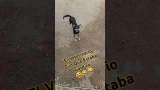 El Veterinario dijo Que Estaba Gordito perros humor risasymasrisas comedia comediasana [upl. by Boarer958]