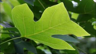 Chinese Tulip Tree [upl. by Gian728]