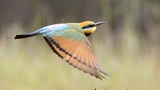 Rainbow Bee eaters nesting and feeding in North East Victoria [upl. by Bernarr]