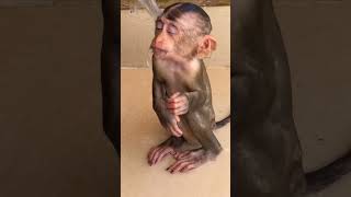 Cutie Baby monkeys Life monkeys video cute shortsvideo youtube subscribe love [upl. by Latia]