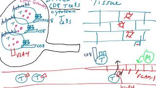 Cytotoxic T cell effector function [upl. by Lleder]