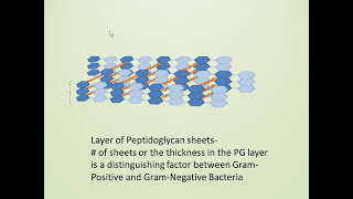 Bacterial Cell Wall Gram Positive vs Gram Negative [upl. by Leopold]