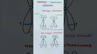 Homologous vs non homologous chromosome  quick learn biology [upl. by Aterg]