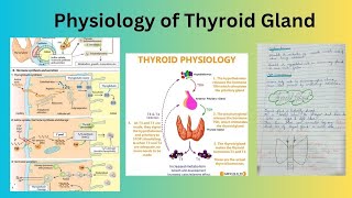 Physiology of Thyroid Gland [upl. by Mongeau]