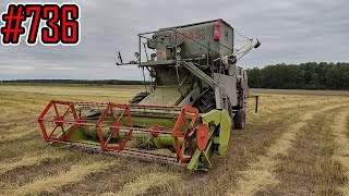 Młócenie rumianku z pokosu po kosiarce rotacyjnej Claas Matador Gigant 736 [upl. by Venterea823]