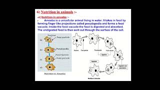 Biology class 10th nutrition in amoeba with easy notes [upl. by Sauder]