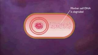 Bacterial Spore Formation Animation Video [upl. by Atarman166]