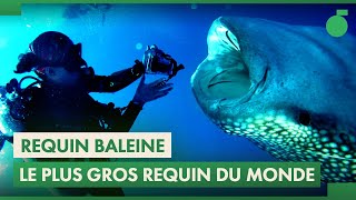 Requin Baleine  Rencontre avec le plus grand poisson du monde [upl. by Annaerdna]