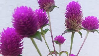 gomphrena plant care tips vadamalli plant care tips [upl. by Alene]