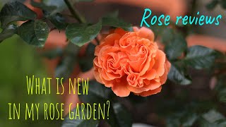 What is new in my rose garden Rose reviews David Austin Kordes Tantau Barni Meilland Rawlins [upl. by Mariellen]