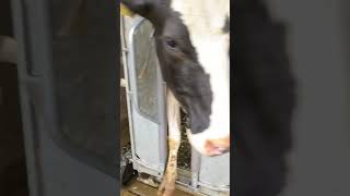 Hoof cleaning on a giga farm [upl. by Waiter]