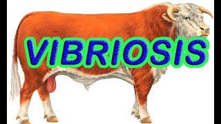 Vibriosis in animalsvibriosis in cattlevibriosis in beef causes symptomstreatment Vibriosis [upl. by Aser]