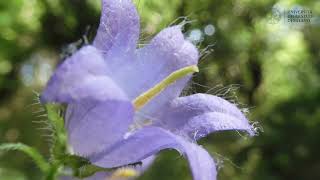 Searching for the nettleleaved bellflower 𝘊𝘢𝘮𝘱𝘢𝘯𝘶𝘭𝘢 𝘵𝘳𝘢𝘤𝘩𝘦𝘭𝘪𝘶𝘮 [upl. by Yim]