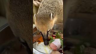 Feeding Coatimundi’s dinner [upl. by Nadnerb]