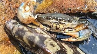 Swimming crabs amp abalone are overflowing and swimming crabs are scurrying around [upl. by Eyt]