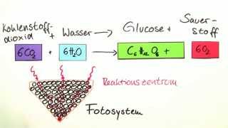 Photosynthese  lichtabhängige Reaktion Teil 2  Biologie  Botanik [upl. by Saba]