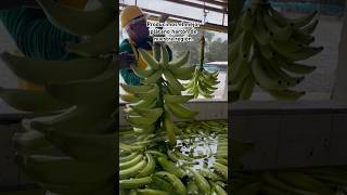 ¿EL MEJOR PLÁTANO HARTÓN PRODUCIDO EN URABÁ colombia plátanohartón plátanocolombiano [upl. by Okika]