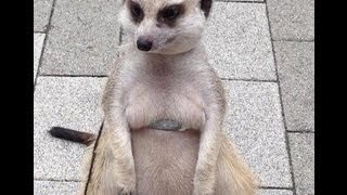 Fat Meerkat in Tokyo [upl. by Aehcim448]