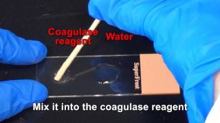 Coagulase Test [upl. by Zacharie]