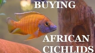 GUIDE TO BUYING AFRICAN CICHLIDS Part 1 Presented by KGTropicals [upl. by Dianne]