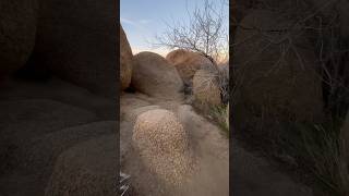 Rocks at Joshua Tree National Park trail desert joshuatreenationalpark desertrock rock hiking [upl. by Shenan]