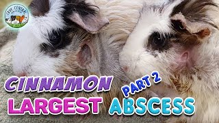 Guinea pig abscess update  treatment to use with Cinnamon at Cavy Central Guinea Pig Rescue [upl. by Heck]