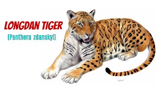 Panthera zdanskyi  Longdan Tiger  The Most Primitive Pantherine [upl. by Kyre]