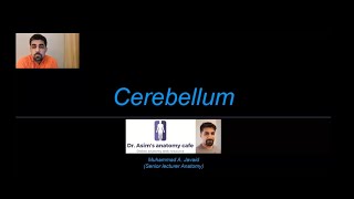 Cerebellum [upl. by Eerrehs]