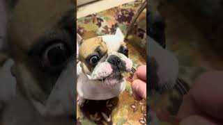 marmalade worms for Sony frenchbulldog asmr [upl. by Nebuer]