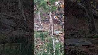 Chickasaw National Recreation Area foresthikes waterfalls outdooradventures autumncolors [upl. by Nekcerb194]