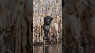 Our new line of licensed gear with Ducks Unlimited  coming Summer 2024 duckhunting duck [upl. by Ahsyia]