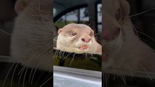 A otter delivering happiness pets shortvideo otter cute shorts [upl. by Pellegrini]