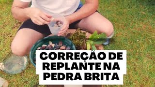 Aprenda replantar orquidea na pedra brita muito facilmente [upl. by Gladi991]