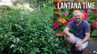 All About Lantana [upl. by Salter]