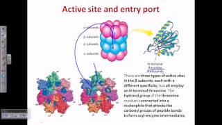 Proteasome and protein degradation [upl. by Hedve897]