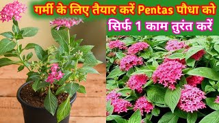 Pentas Flower Plantपूरे साल फूल देने वाला पौधा Pentas में तुरंत करें 1 काम अधिक फूल लेने के लिए [upl. by Mccurdy]