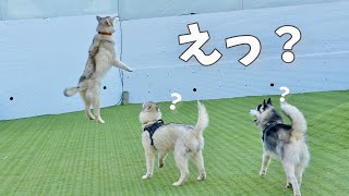 【兄弟会】犬離れした驚異的なハイジャンプを披露するハスキー犬がこちらwww 【シベリアンハスキー】 [upl. by Frants48]