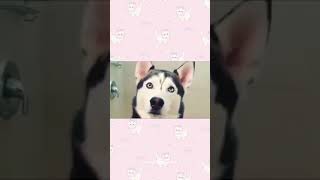 Những hiểu lầm về chó Husky có thể bạn chưa biết  Pet Corner [upl. by Ayekahs]